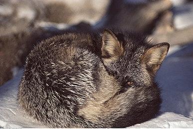 Bungie并未拍板取消《最后的生还者OL》：仅提供建议